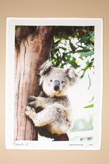 Betty Koala Souvenir Tea Towel