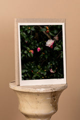 Camellia Bush in Bloom Print with Gift Box