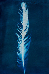 Cyanotype Feather Print with Gift Box