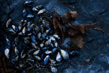 Mussels on Rockshelf - Horizontal