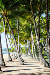Palm Cove Print with Gift Box