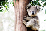 Betty Koala - Horizontal 