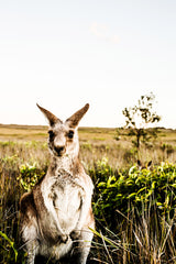 Kangaroo Close-Up Print with Gift Box