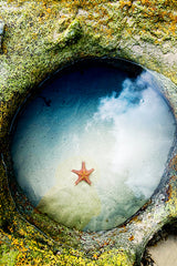 Sea Star in Mermaid Pool