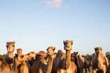 Camel Train