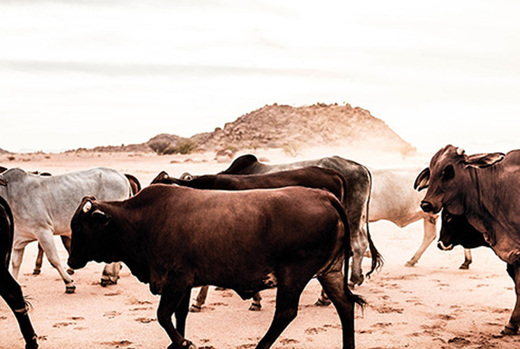 Namibia Droving Cattle