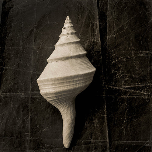 Seashell Still Life