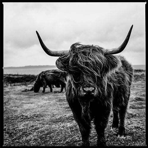 Highland Cow Black & White