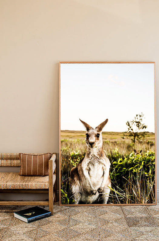 Kangaroo Close-Up