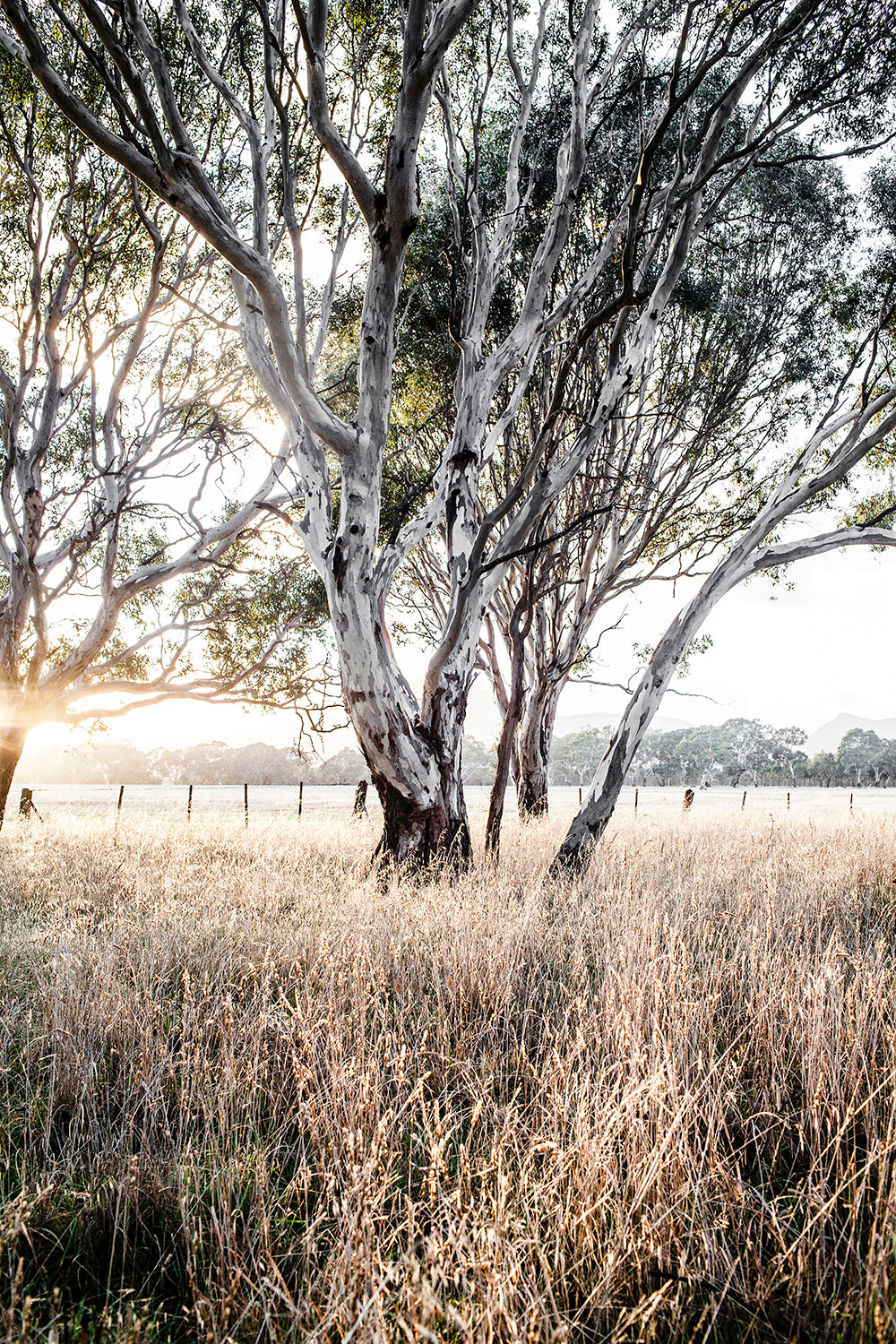 Ghost Gums