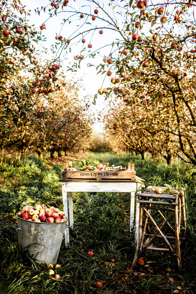 Apple Print with Gift Box