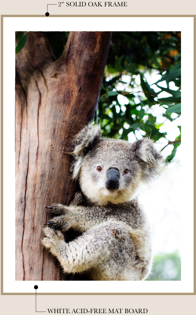 Betty Koala-Vertical