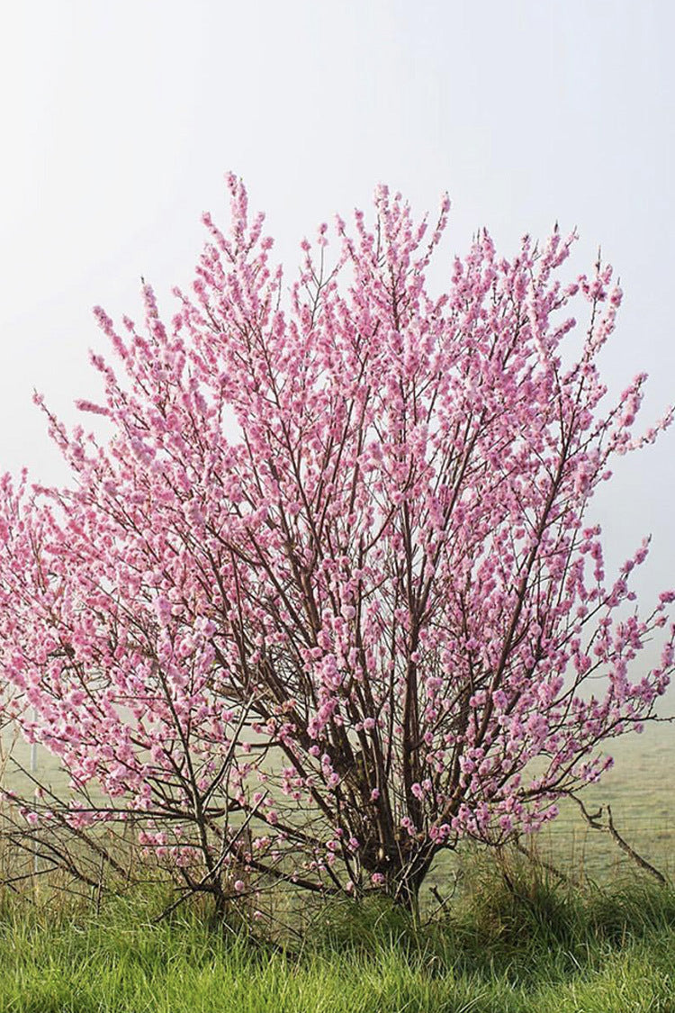Blossoms Print with Gift Box