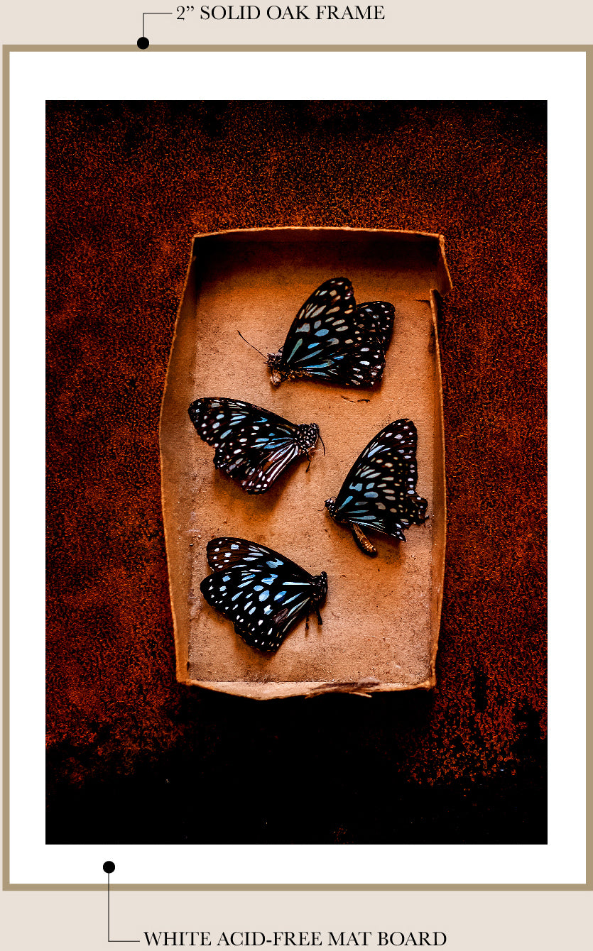 Box of Butterflies 