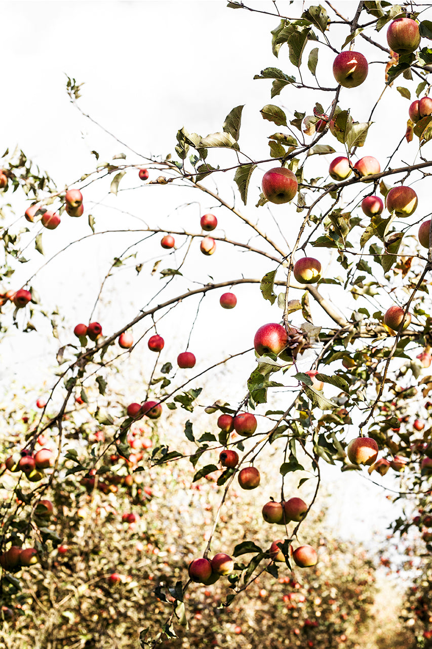 Country Apples Print with Gift Box