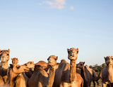 Camel Train Print with Gift Box
