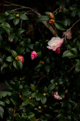 Camellia Bush in Bloom Print with Gift Box