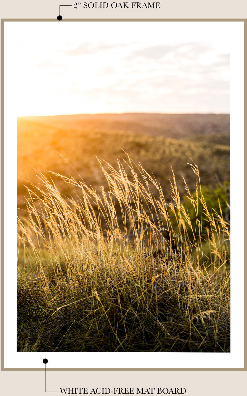 Cape Range Grass