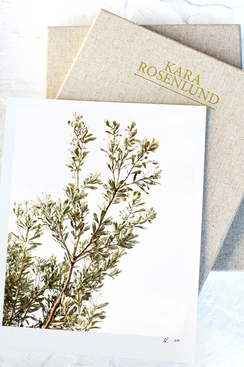 Coastal Banksia Print with Gift Box