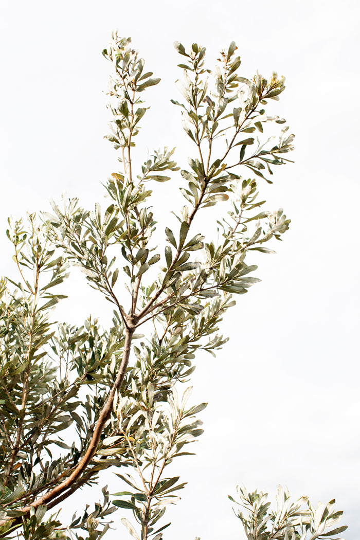 Coastal Banksia Print with Gift Box