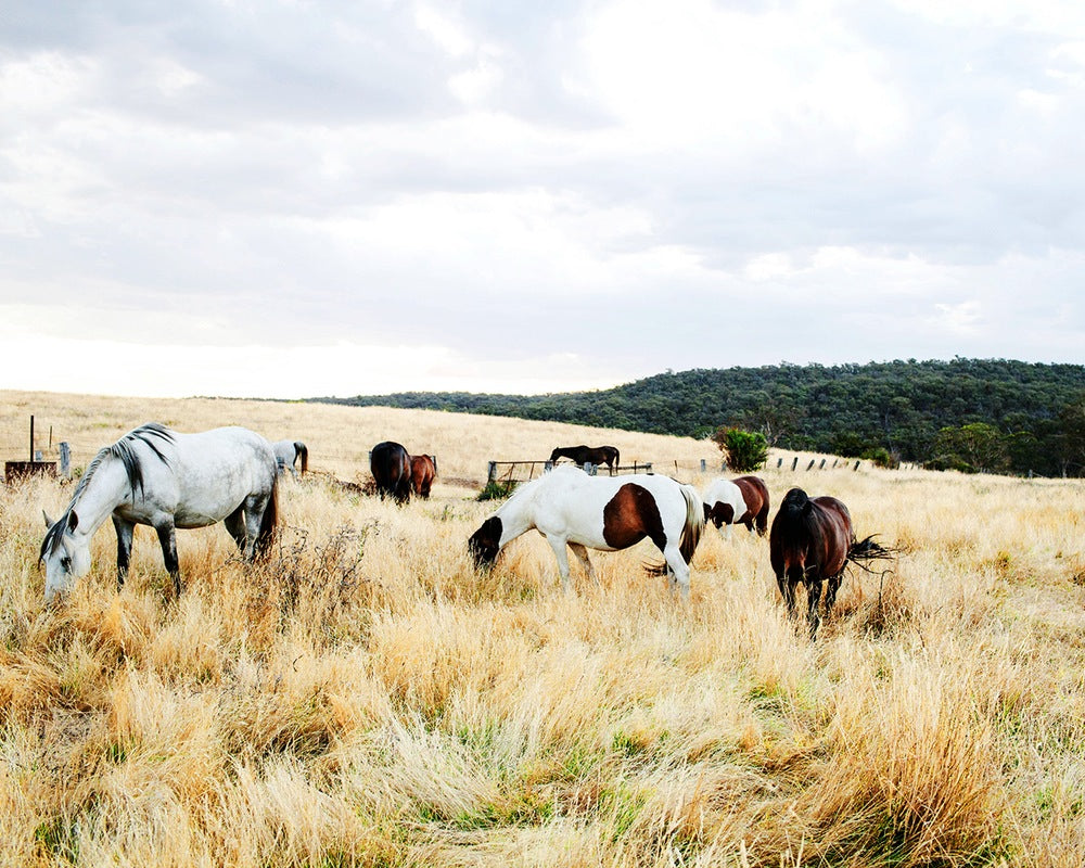 Bridle Track Box Set