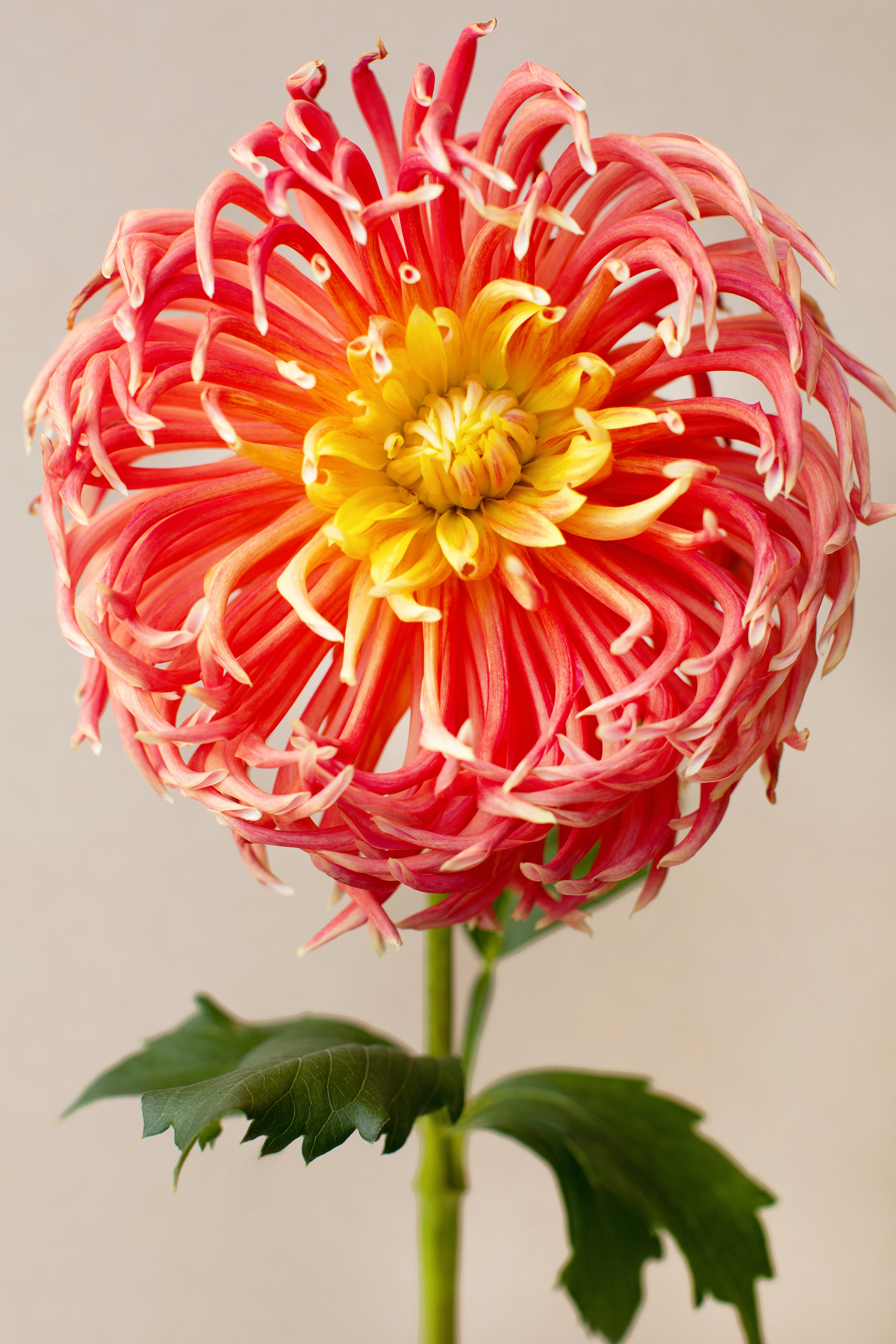 Coral with Gift Box