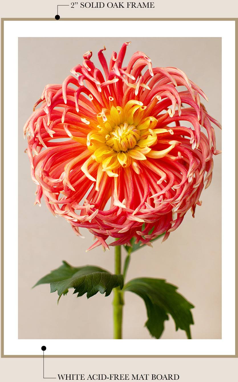 Coral