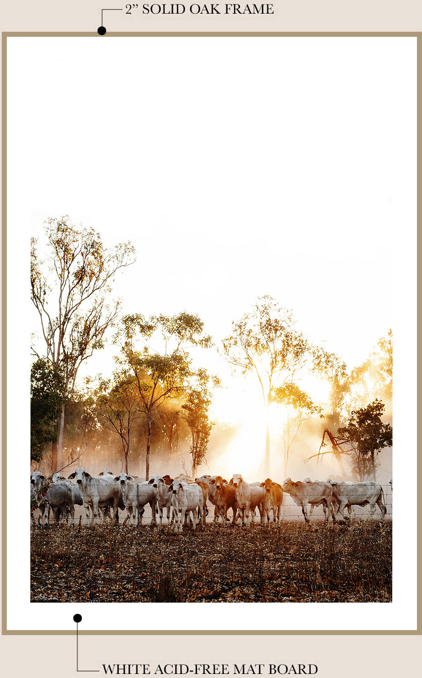 Cows at Sunset