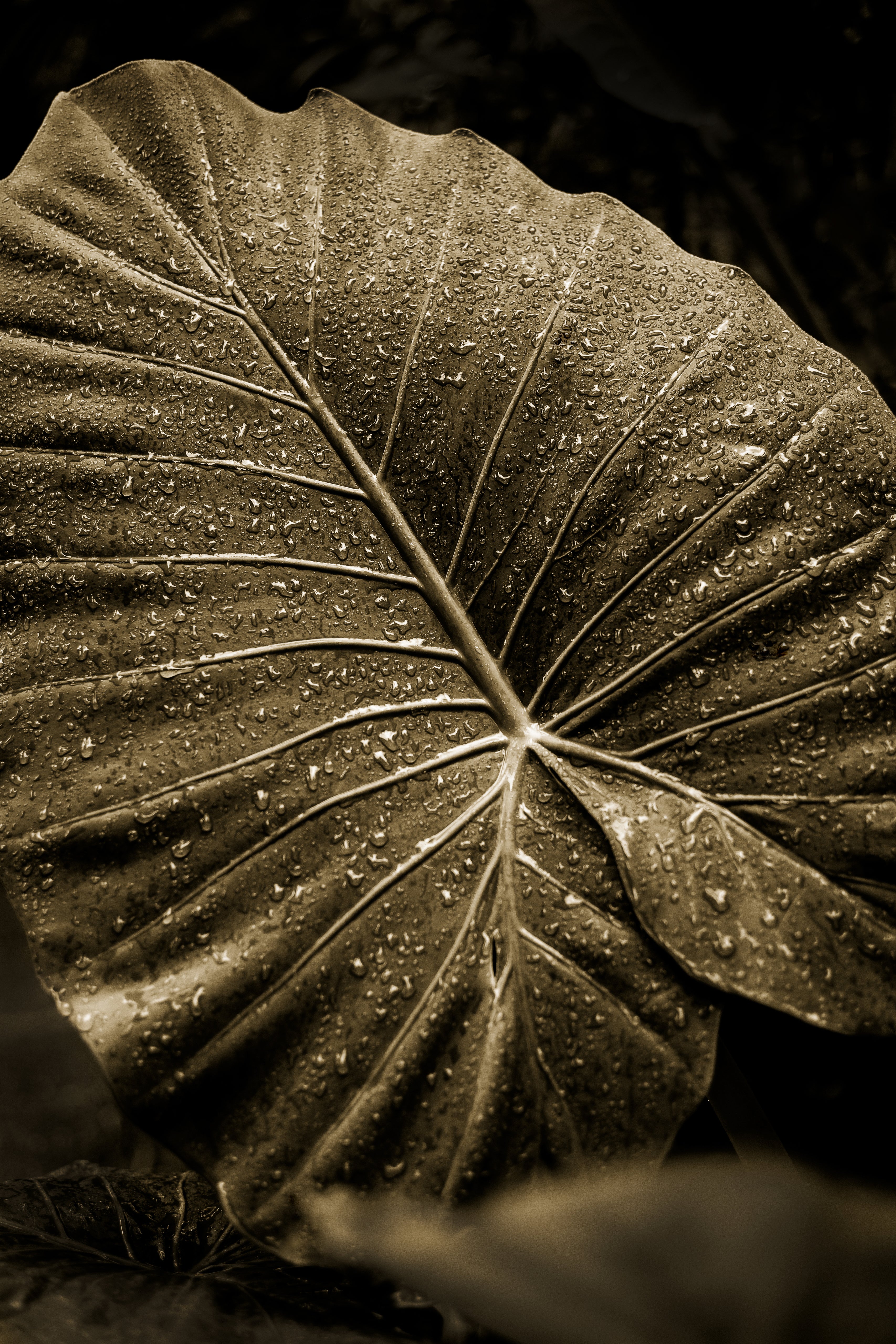 Elephant Ear Study