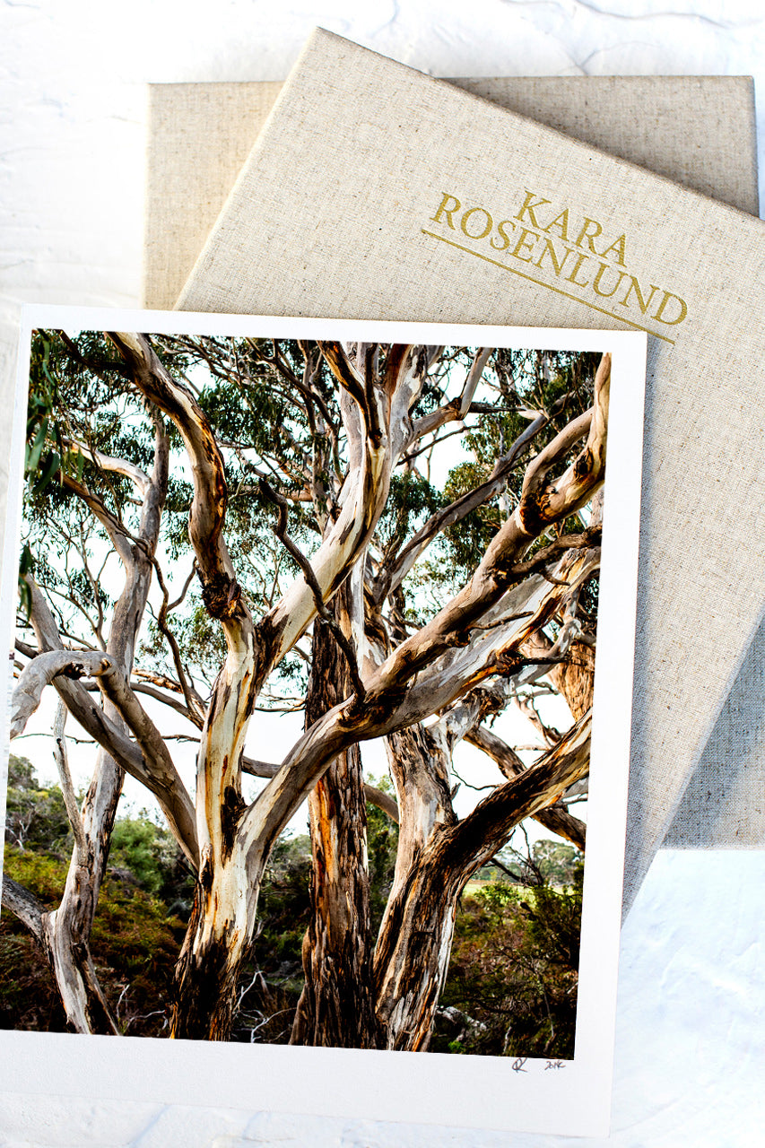 Eucalyptus Print with Gift Box