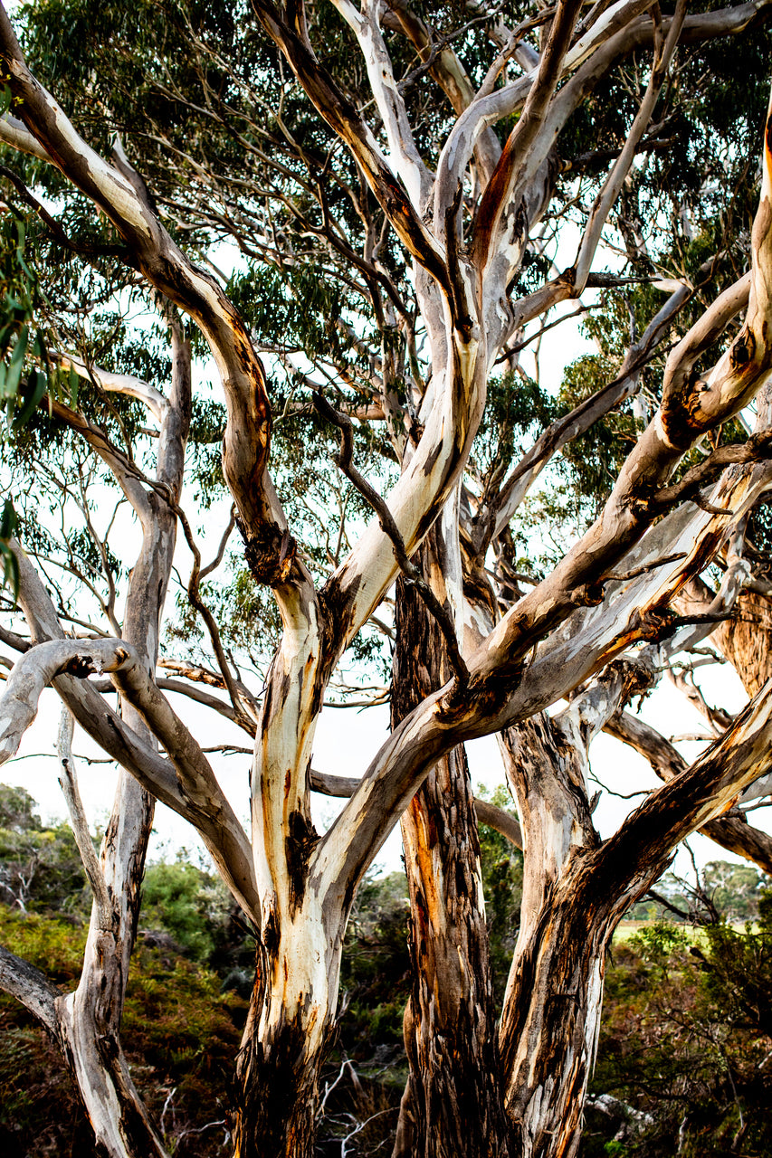 Eucalyptus Print with Gift Box