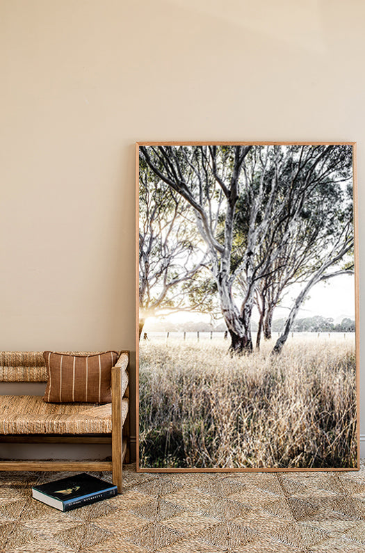 Ghost Gums