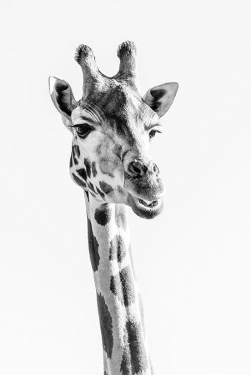 Giraffe Print with Gift Box