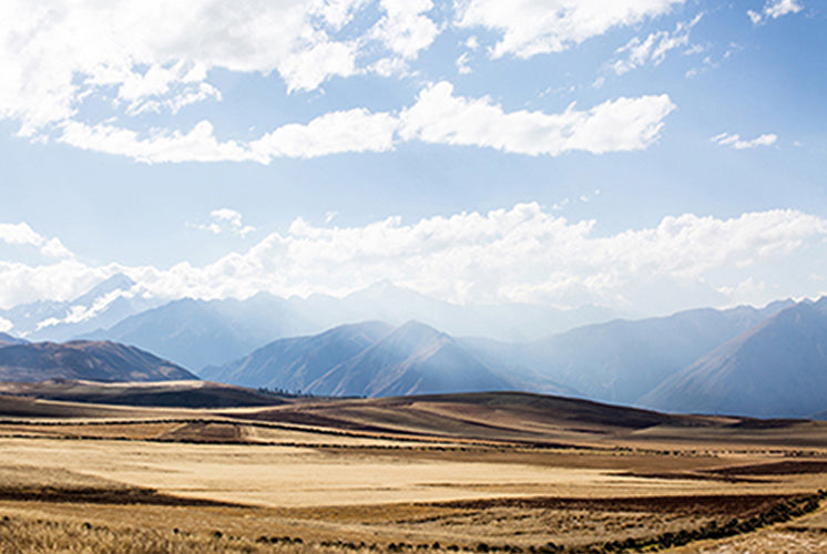 Golden Grasslands Print with Gift Box