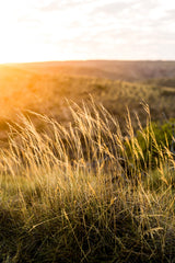 Cape Range Grass