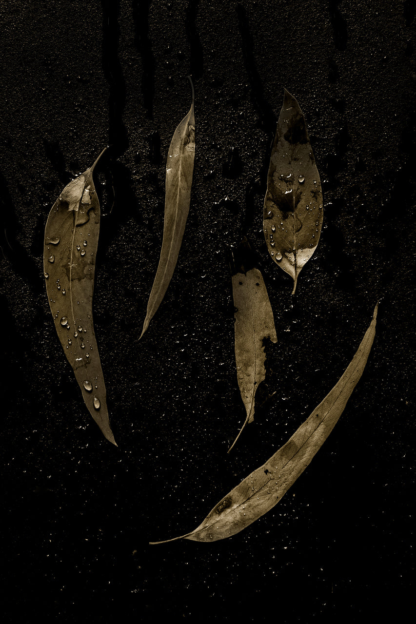 Gum Leaf Rains Print with Gift Box