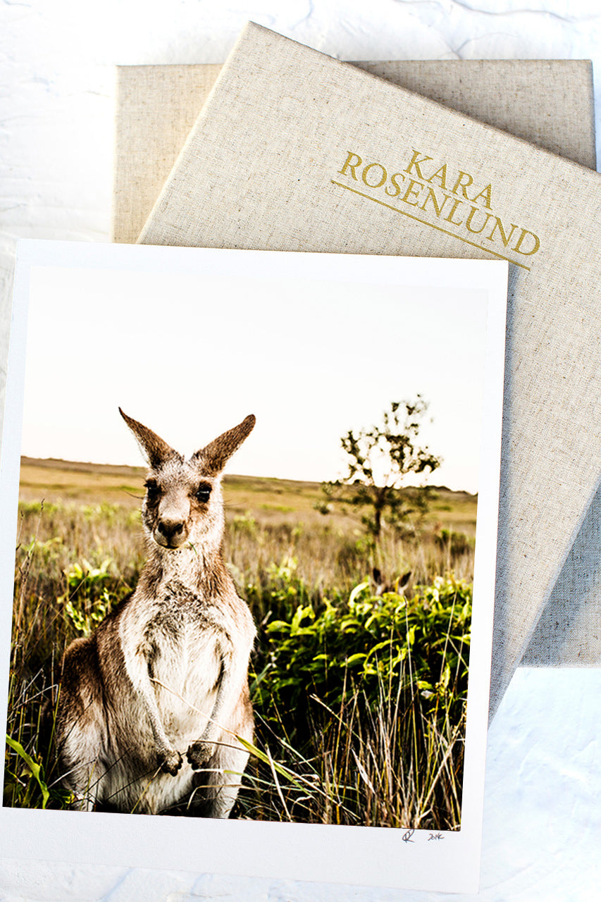 Kangaroo Close-Up Print with Gift Box