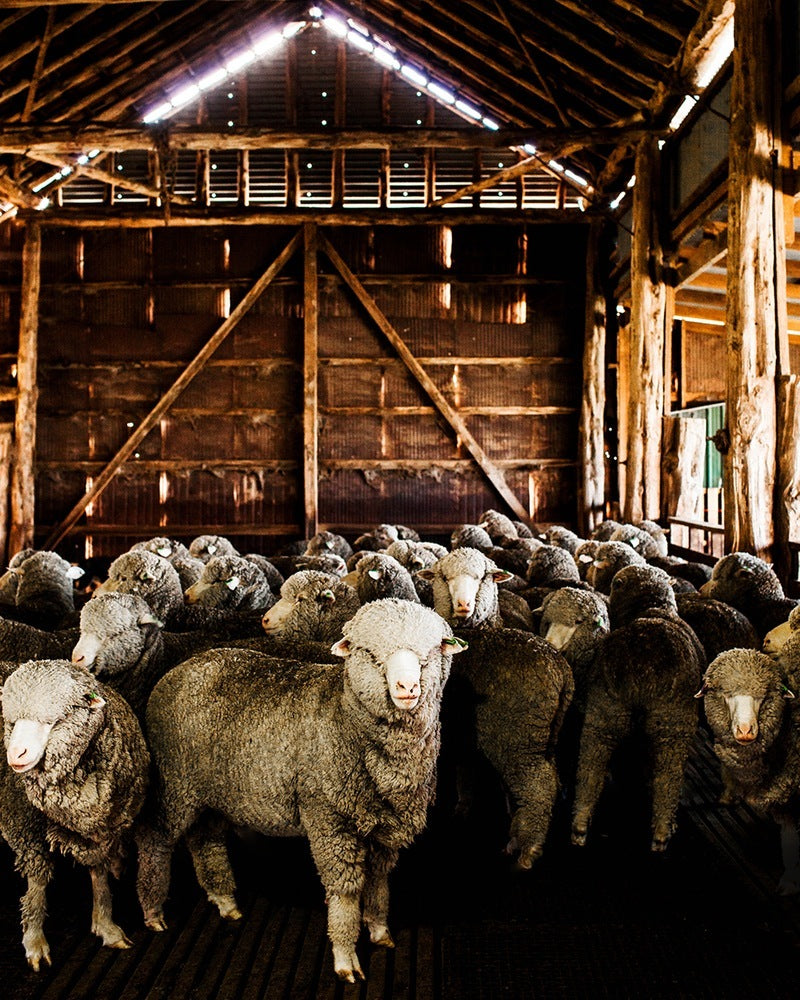 Lanolin Woolshed Print with Gift Box