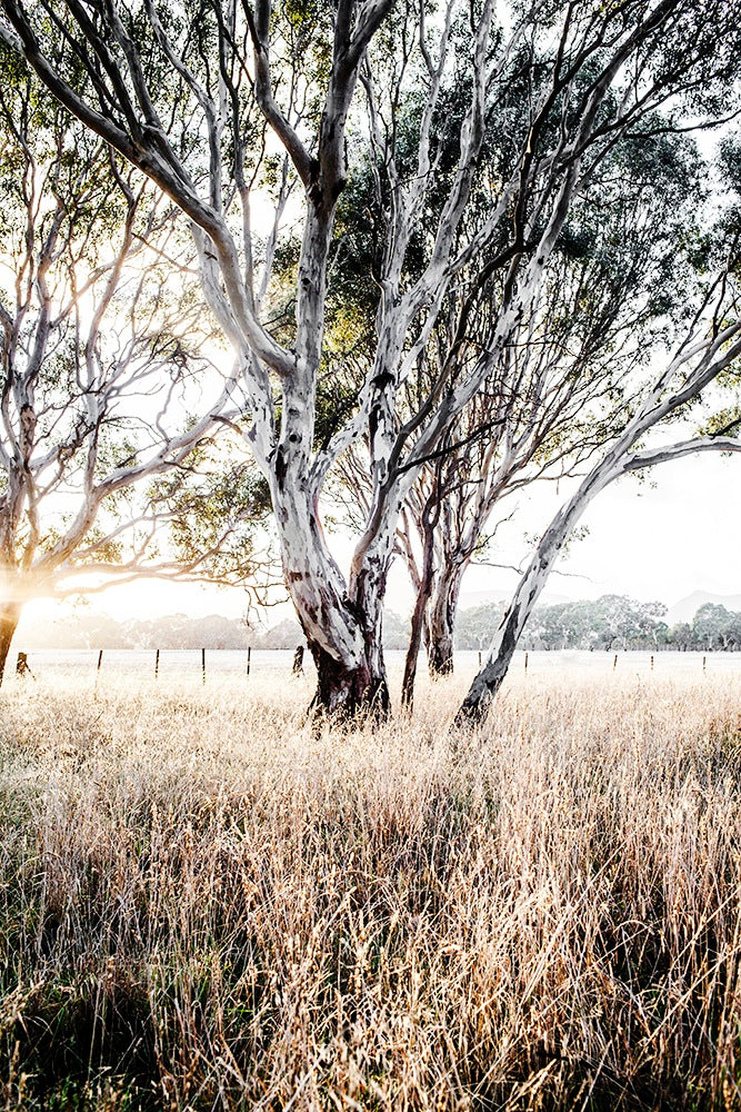 Ghost Gums Print with Gift Box