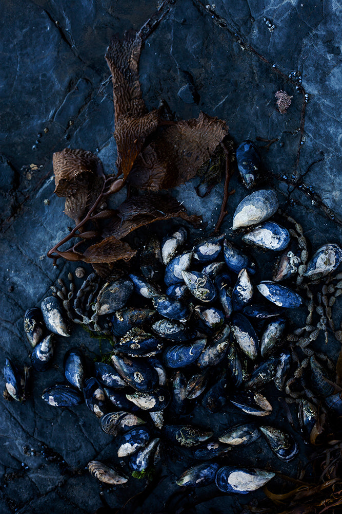 Mussels on Rockshelf - Vertical Print with Gift Box