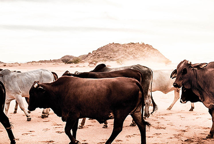 Namibia Droving Cattle Print with Gift Box