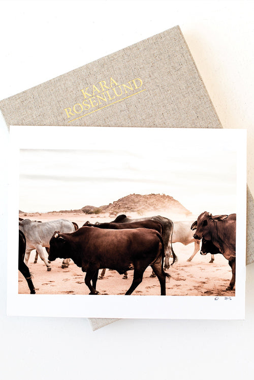 Namibia Droving Cattle Print with Gift Box