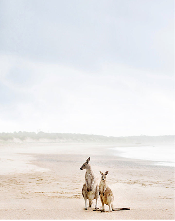 Australian Animals Box Set