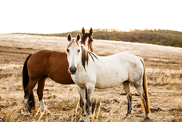 Pastures Print with Gift Box