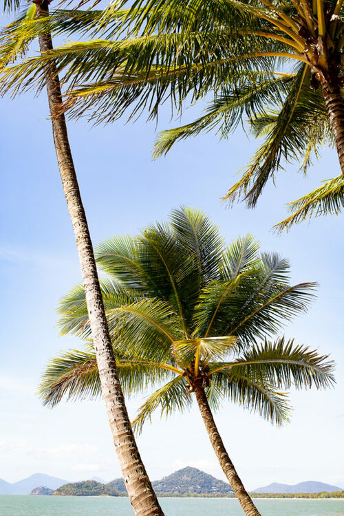 Palm Breeze Print with Gift Box