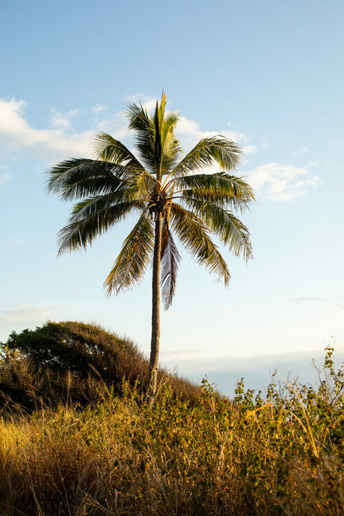Palm Blaze Print with Gift Box
