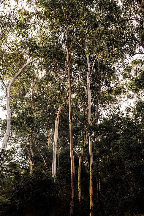 Riverbank  Print with Gift Box