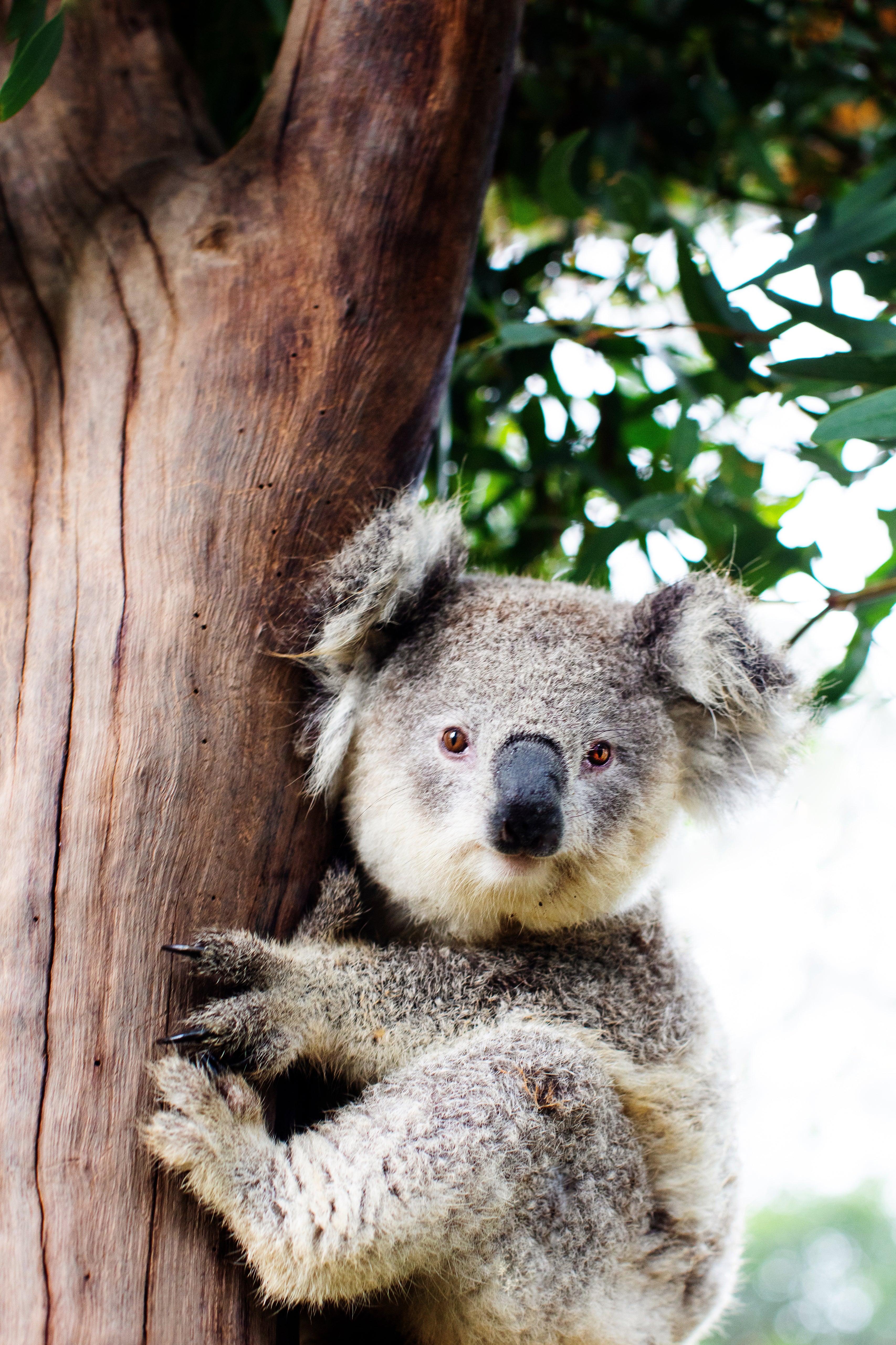 Betty Koala-Vertical