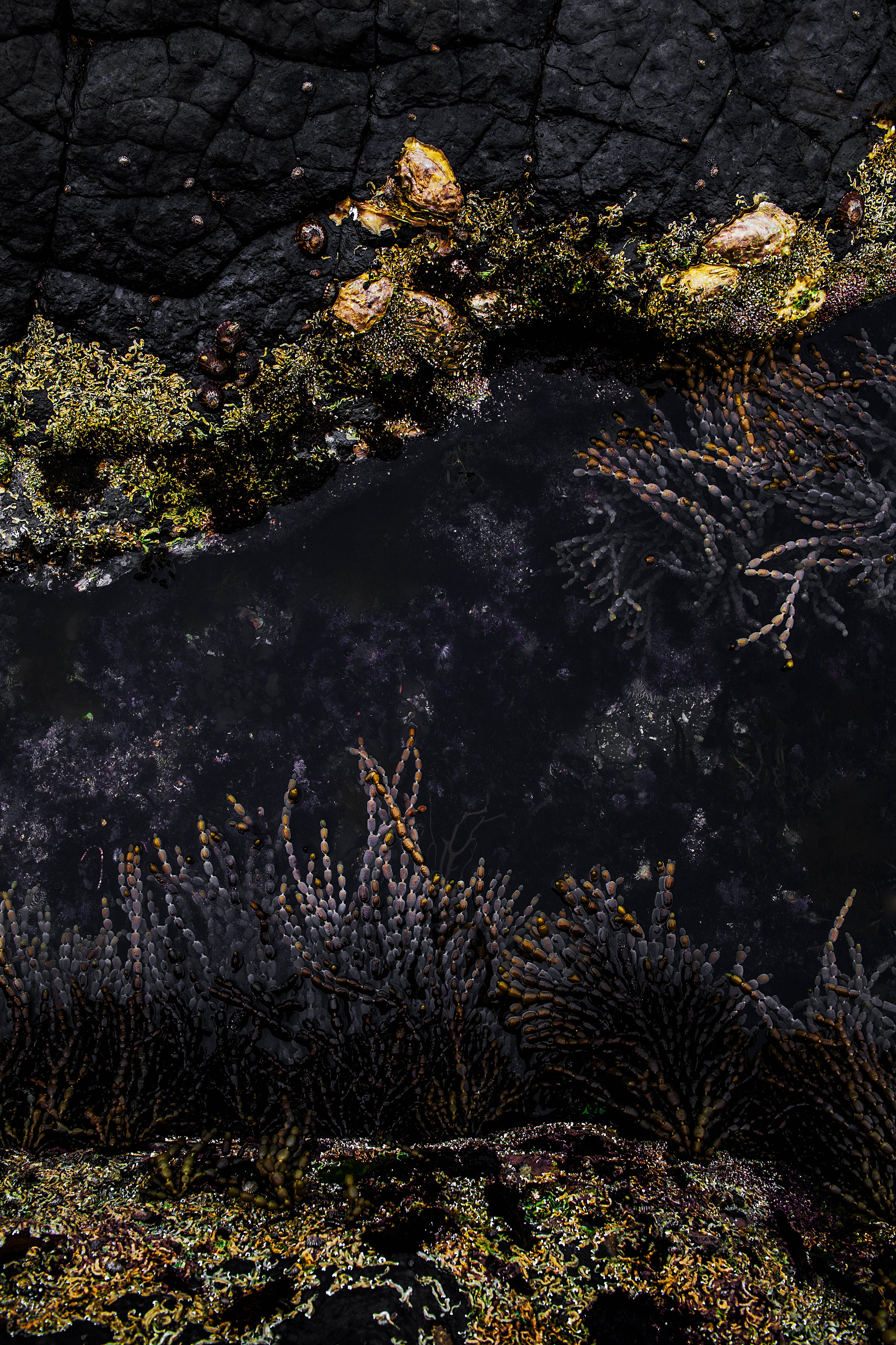 Mermaid Pool - Vertical Print with Gift Box