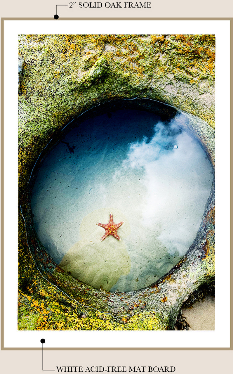 Sea Star in Mermaid Pool